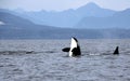 Orca Spy hopping with Pod of Resident Orcas of the coast near Sechelt, BC Royalty Free Stock Photo
