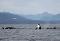 Orca Spy hopping with Pod of Resident Orcas of the coast near Sechelt, BC