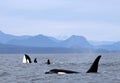 Orca Spy hopping with Pod of Resident Orcas of the coast near Sechelt, BC Royalty Free Stock Photo