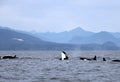 Orca Spy hopping with Pod of Resident Orcas of the coast near Sechelt, BC Royalty Free Stock Photo