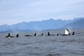 Orca Spy hopping with Pod of Resident Orcas of the coast near Sechelt, BC Royalty Free Stock Photo