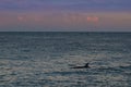 Orca at sunset, Royalty Free Stock Photo