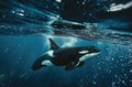 Orca Swimming Gracefully Underwater