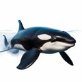 Orca Swimming In Ocean Water On White Background Royalty Free Stock Photo