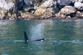 Orca taking a breath Royalty Free Stock Photo