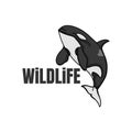Orca Killer Whale logo illustration Royalty Free Stock Photo