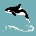 Orca in water. Killer whale jumps out of the water Royalty Free Stock Photo