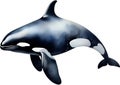 Orca, Watercolor painting of Killer Whale (Orca). AI-Generated.