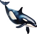 Orca, Watercolor painting of Killer Whale (Orca). AI-Generated.