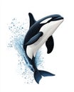 Orca whale breaching in ocean water splash Royalty Free Stock Photo