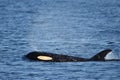 AN ORCA WHALE SURFACES OFF TNE VANCOVER COAST