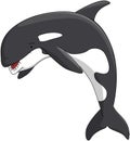 Orca Whale Jumping Cartoon Color Illustration Royalty Free Stock Photo
