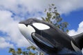 Orca Whale Sculpture