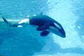 Orca whale swimming underwater in the aquarium