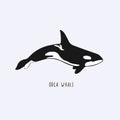 Orca whale. Vector drawing of a killer whale. Illustration of a whale Royalty Free Stock Photo