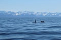 Orca Whales in Resurrection Bay Royalty Free Stock Photo