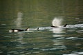 Orca whales spouting Royalty Free Stock Photo