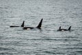 Orcas in Alaska Royalty Free Stock Photo