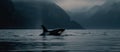 Orcas or killer whales hunt in the Arctic Sea. Impressive arctic mountains in the background. Whale watching