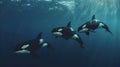 Orcas killer whales underwater in dark sea. Royalty Free Stock Photo