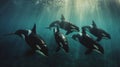 Orcas killer whales underwater in dark sea. Royalty Free Stock Photo