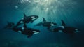 Orcas killer whales underwater in dark sea. Royalty Free Stock Photo