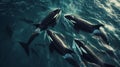 Orcas killer whales underwater in dark sea. Royalty Free Stock Photo