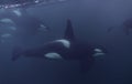 Orcas Underwater Royalty Free Stock Photo