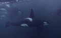 Orcas Underwater