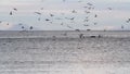 Killer whales and birds feeding with glacier in background, Iceland