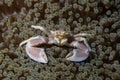 Porcelain crab Neopetrolishes oshimai