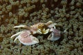 Porcelain crab Neopetrolishes oshimai