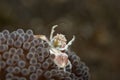 Porcelain crab Neopetrolishes oshimai Royalty Free Stock Photo