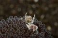 Porcelain crab Neopetrolishes oshimai