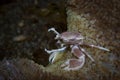 Porcelain crab Neopetrolishes oshimai Royalty Free Stock Photo