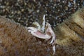 Porcelain crab Neopetrolishes oshimai