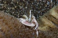 Porcelain crab Neopetrolishes oshimai Royalty Free Stock Photo