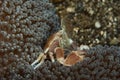 Porcelain crab Neopetrolishes oshimai Royalty Free Stock Photo