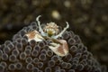 Porcelain crab Neopetrolishes oshimai