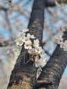 Sakura Flower on the tree Royalty Free Stock Photo