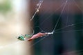 Orchad  garden spider hanging near a dried leaf Royalty Free Stock Photo