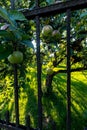 Orchard of Abbey Kloster Benediktbeuern