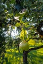 Orchard of Abbey Kloster Benediktbeuern