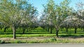 The orchard across the street Royalty Free Stock Photo