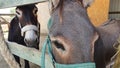 Donkeys at the yard of Perivoli of Saint Lazaros at Dromolaxia village at Larnaca district in Cyprus Royalty Free Stock Photo