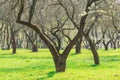 Orchard alley during early springtime Royalty Free Stock Photo