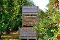 Orchard, apple harvest. Boxes with harvested apples