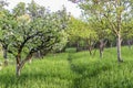 Orchard with apple trees in bloom on sunny spring day Royalty Free Stock Photo