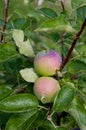 Orchard. Apple trees. Growing Organic Apples Royalty Free Stock Photo