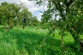 orchard with apple trees, summer in southern Germany Royalty Free Stock Photo